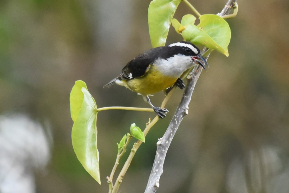 Bananaquit - Bruce Mast