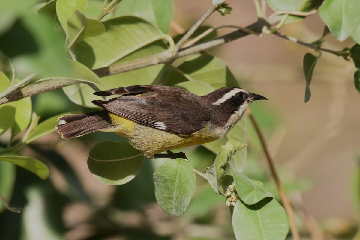 Bananaquit - Bruce Mast