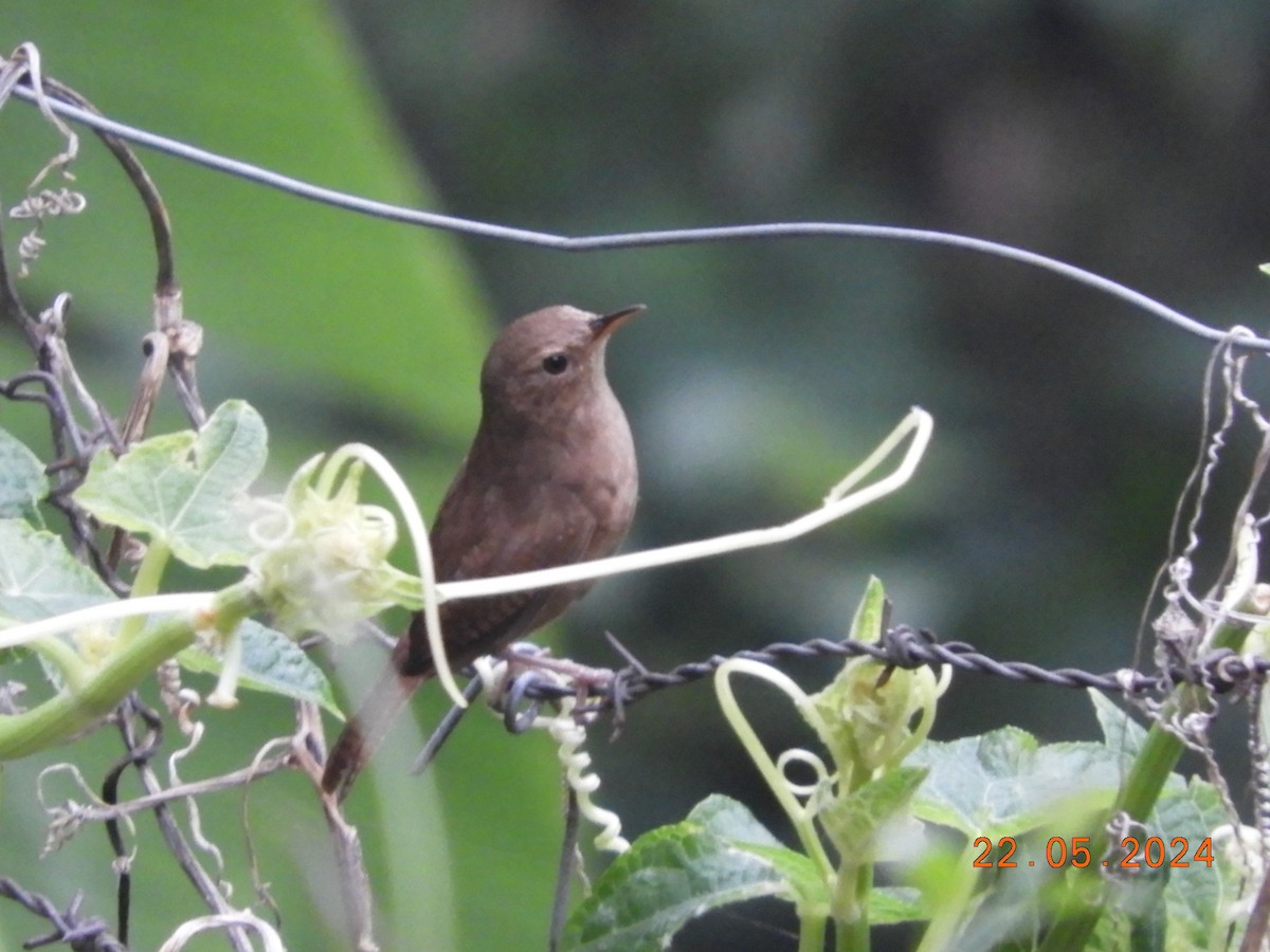 House Wren - María Eugenia Paredes Sánchez