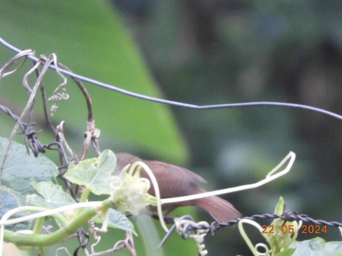 House Wren - María Eugenia Paredes Sánchez