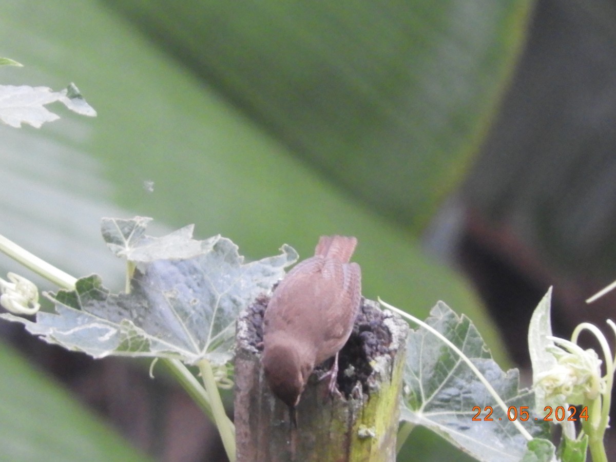 House Wren - María Eugenia Paredes Sánchez