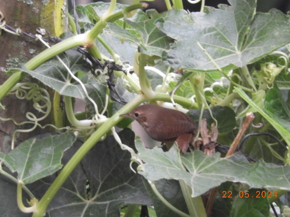 House Wren - María Eugenia Paredes Sánchez