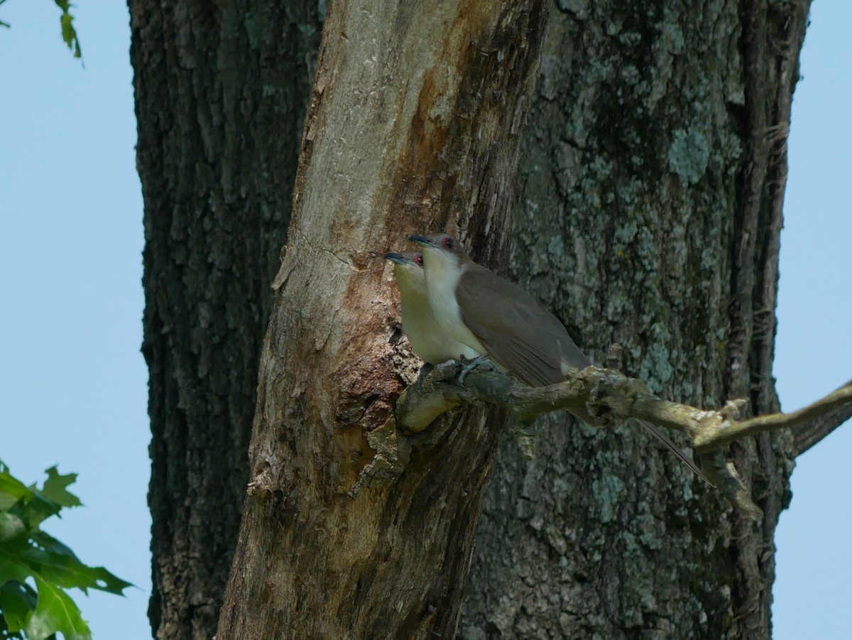 Black-billed Cuckoo - Gail Smith