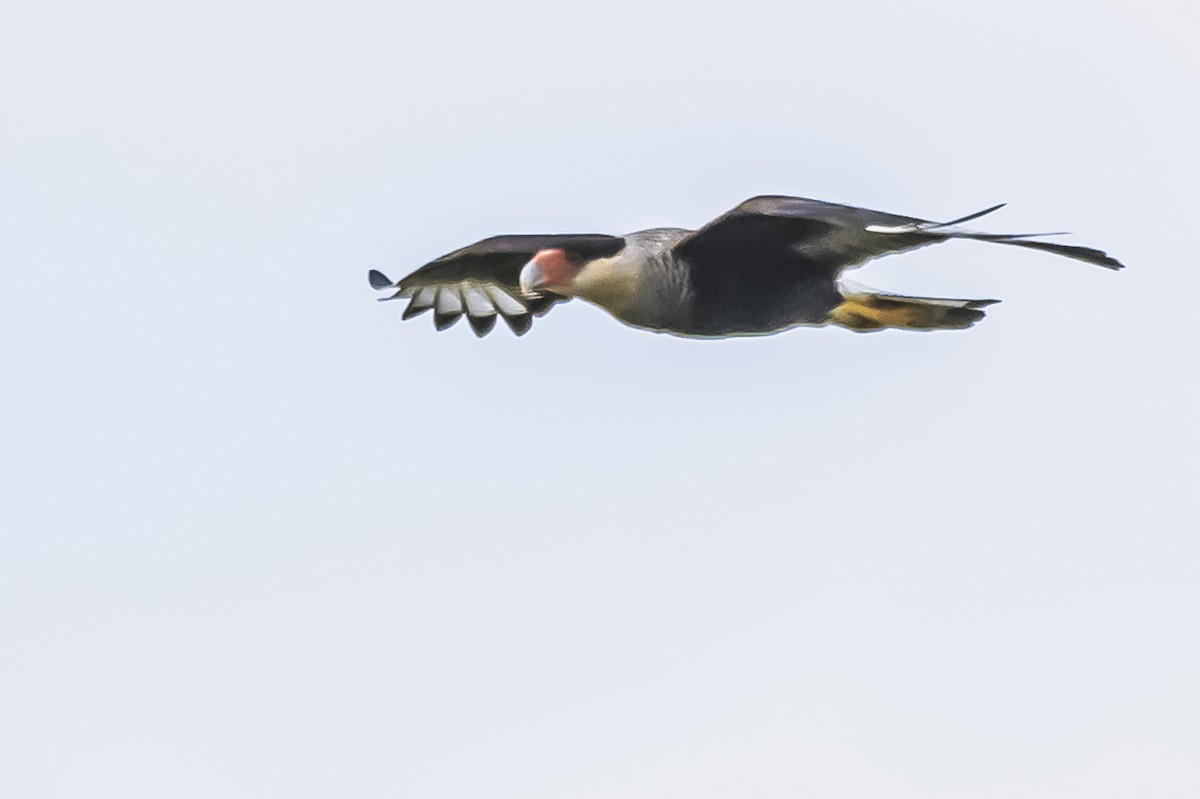 Crested Caracara - Amed Hernández