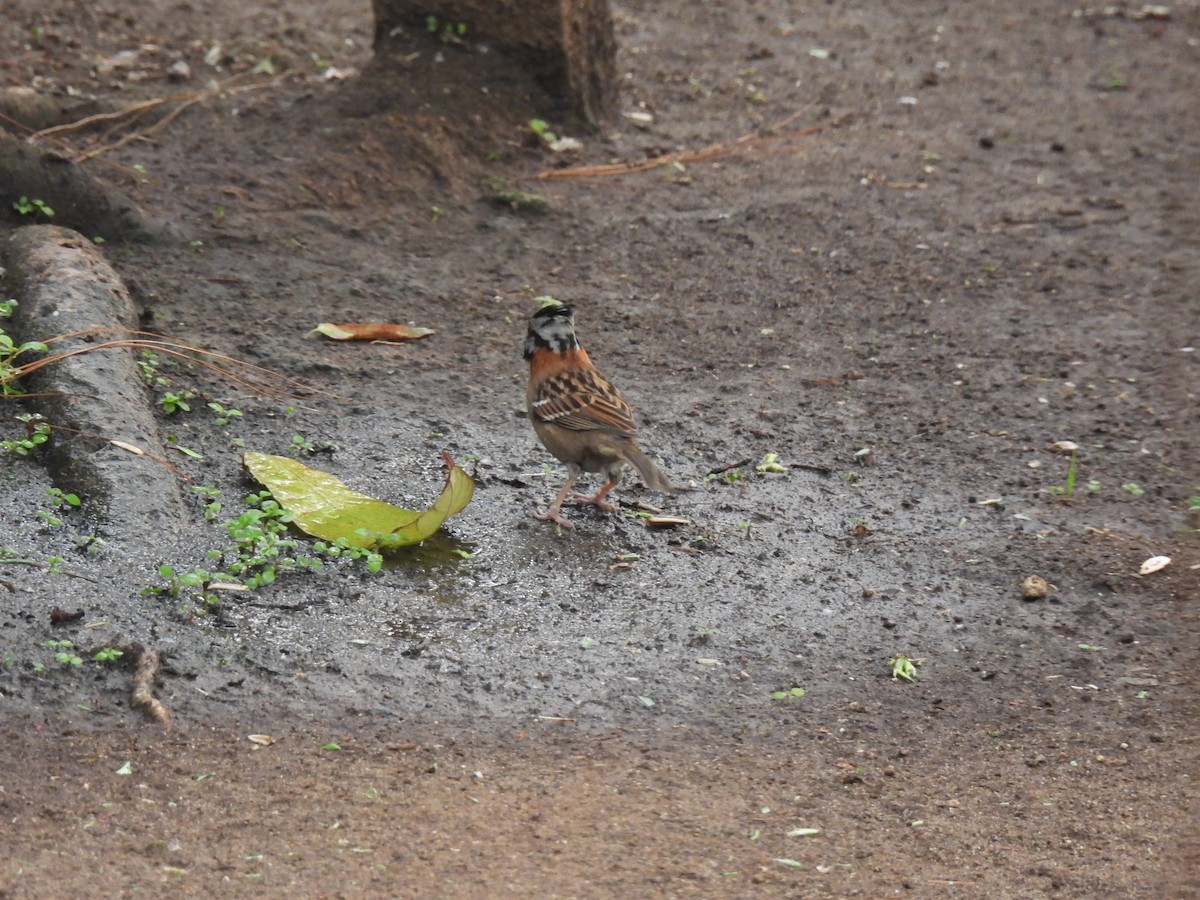 Rufous-collared Sparrow - María Eugenia Paredes Sánchez