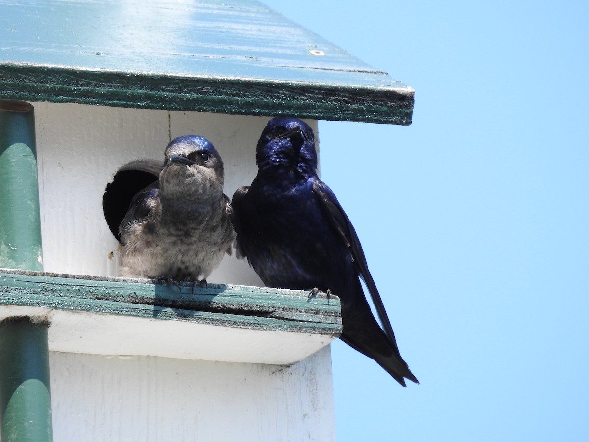 Purple Martin - Mak Soden