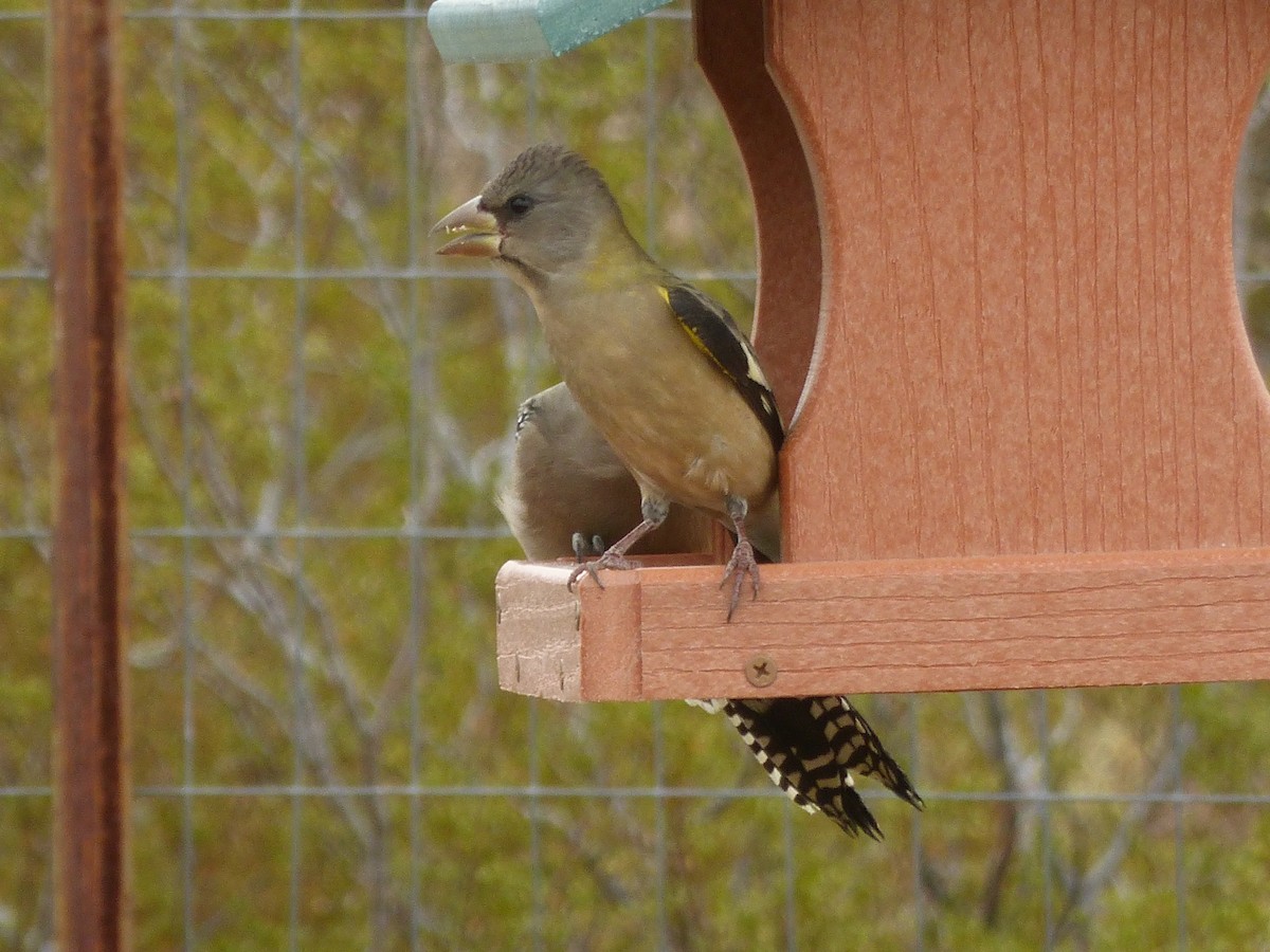 Evening Grosbeak - James Atkinson