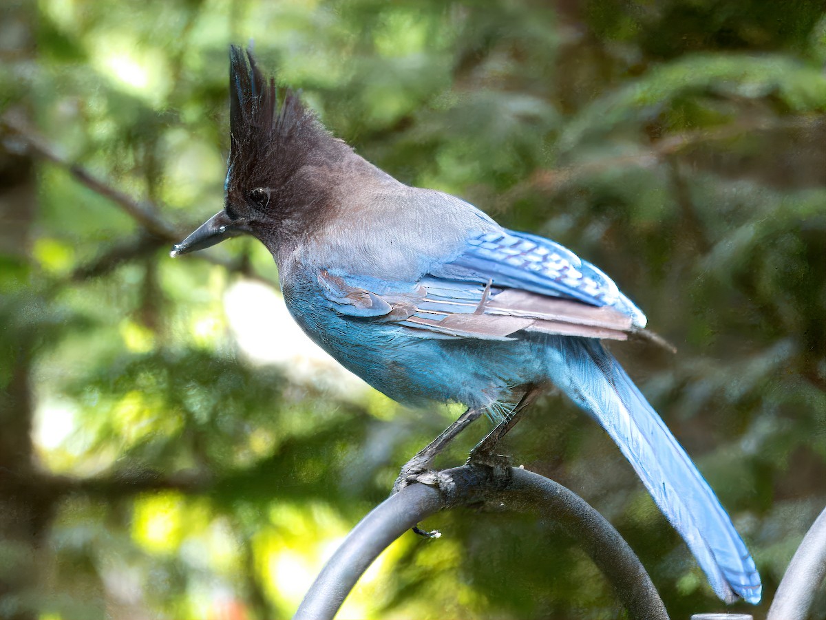 Steller's Jay (Coastal) - Dan Tallman