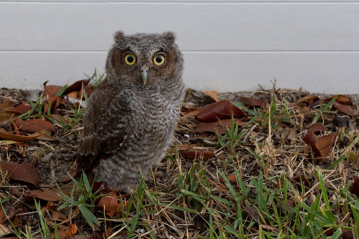 Eastern Screech-Owl - S. Hunter Spenceley