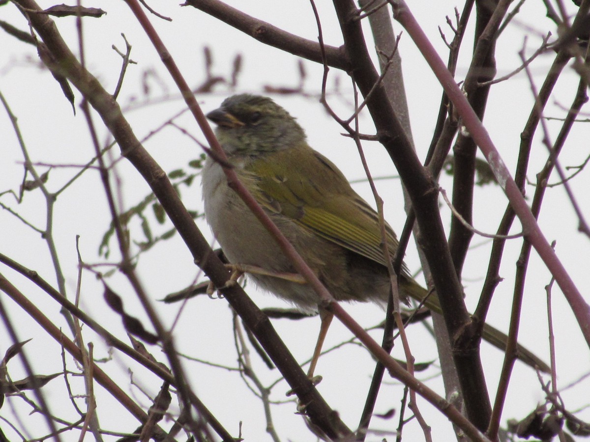 Great Pampa-Finch - ML619503679