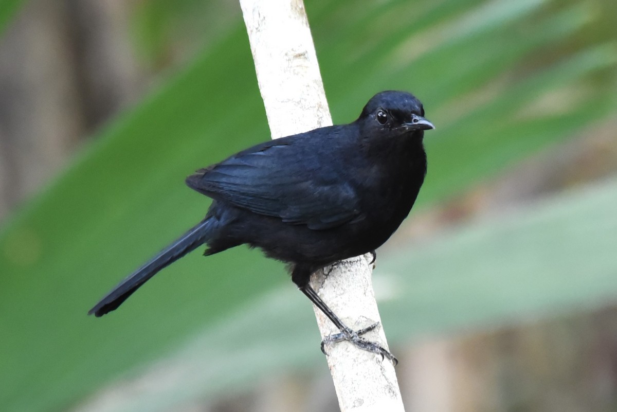 Black Catbird - Bruce Mast