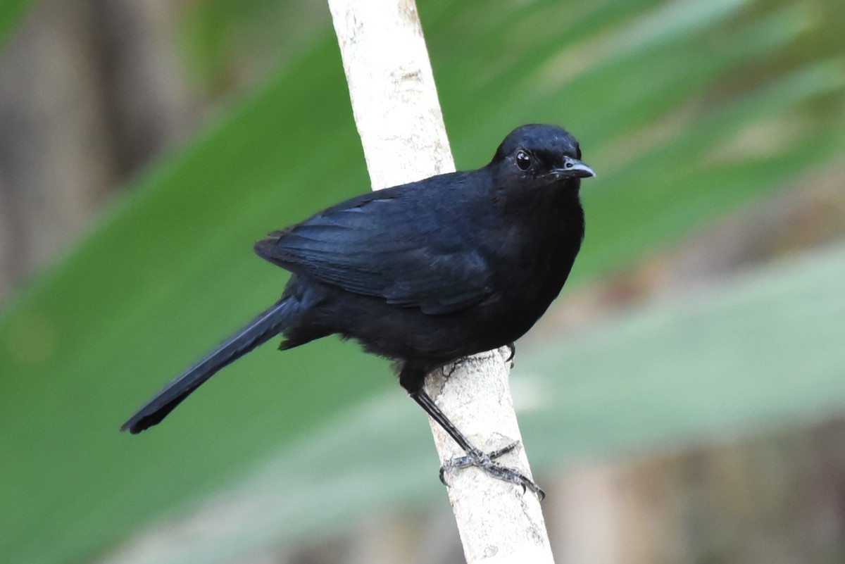 Black Catbird - ML619503683