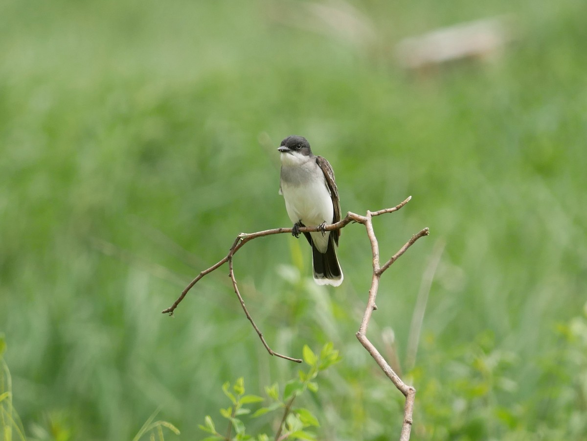 Eastern Kingbird - Gail Smith