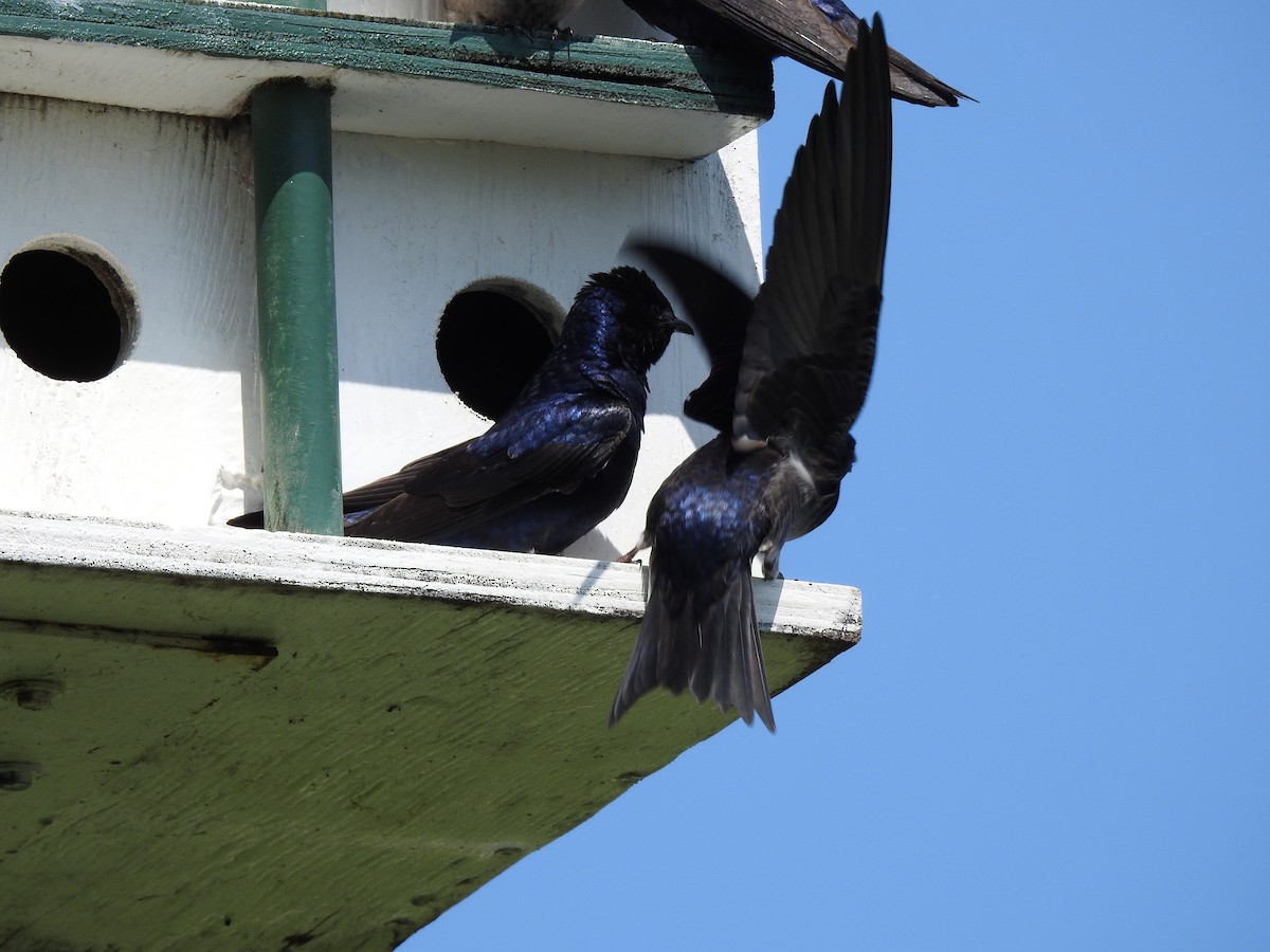 Purple Martin - Mak Soden