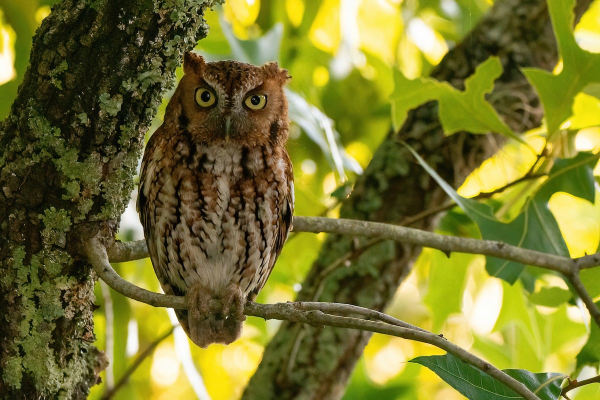 Eastern Screech-Owl - S. Hunter Spenceley