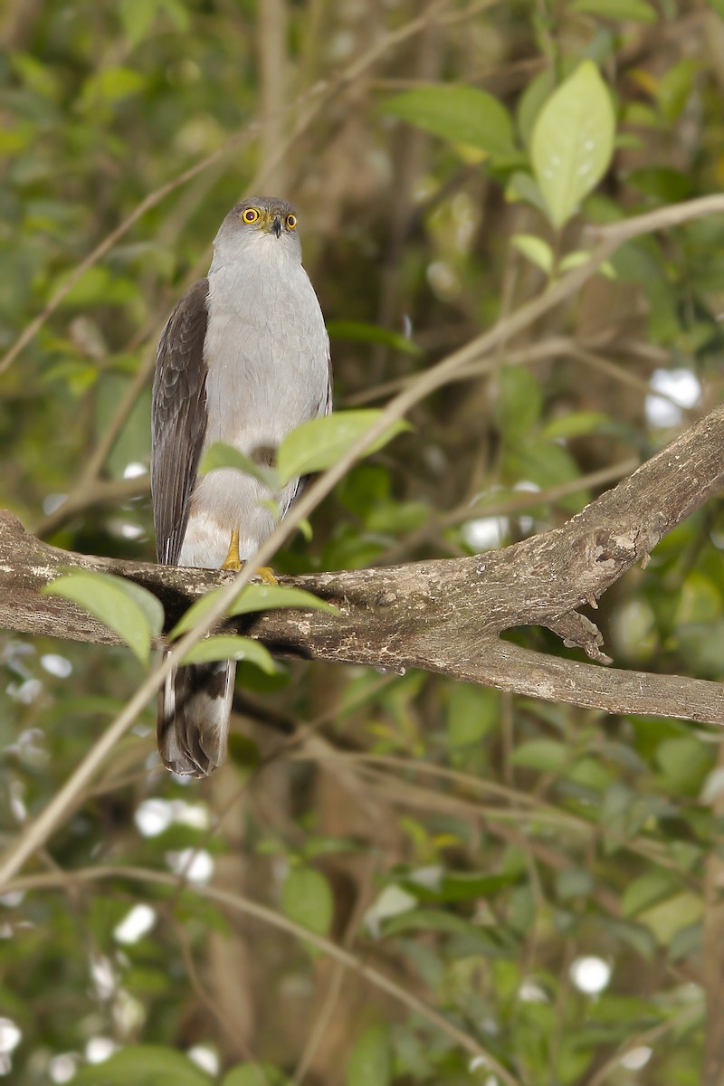 Bicolored Hawk - ML619503694