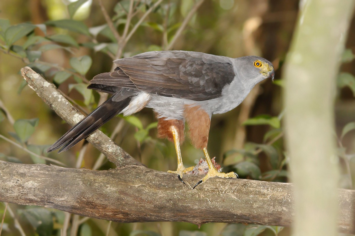 モモアカハイタカ - ML619503695