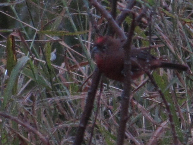 Red-crested Finch - Hugo Rodriguez