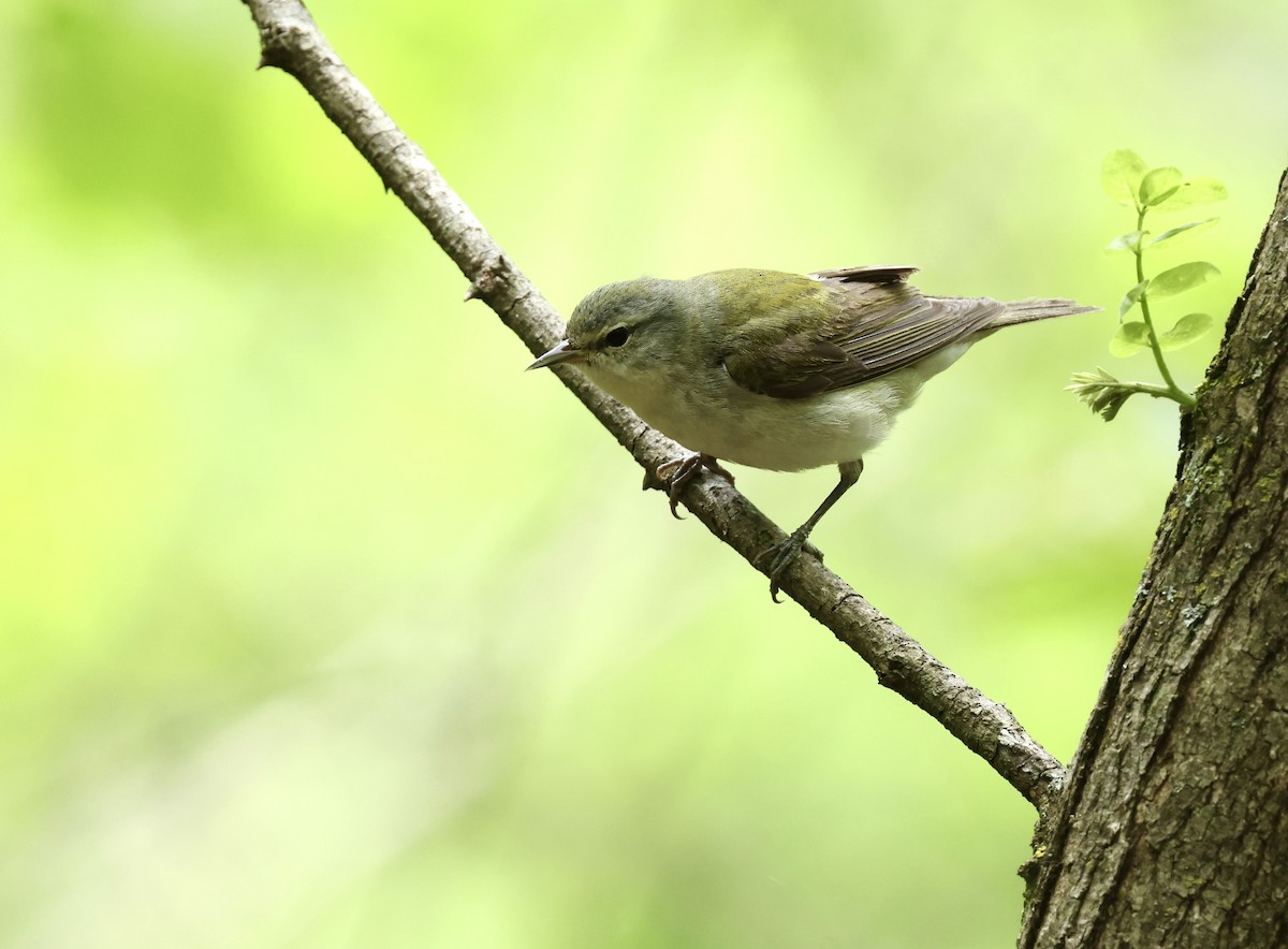 Tennessee Warbler - Grace Simms  🐦‍⬛