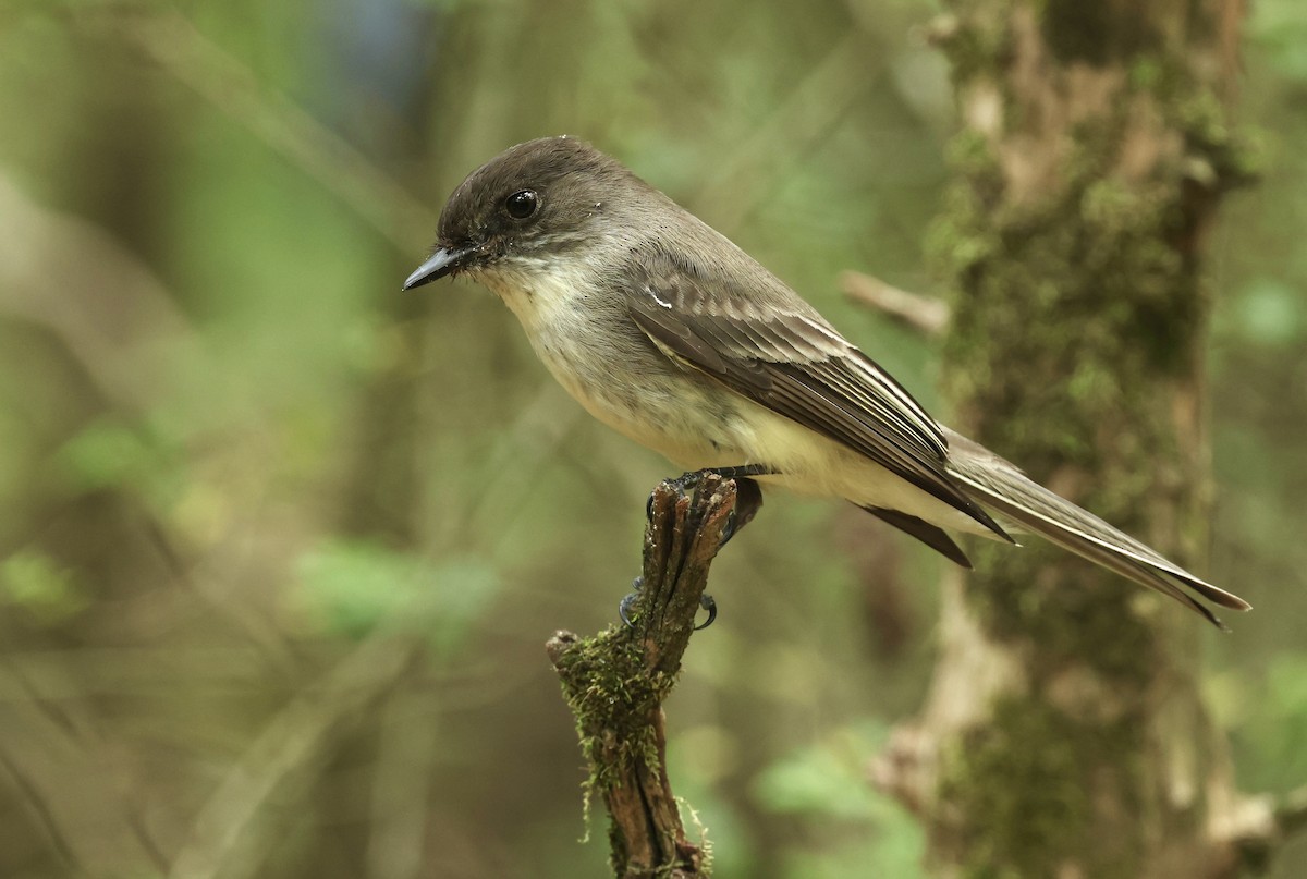 Eastern Phoebe - Grace Simms  🐦‍⬛