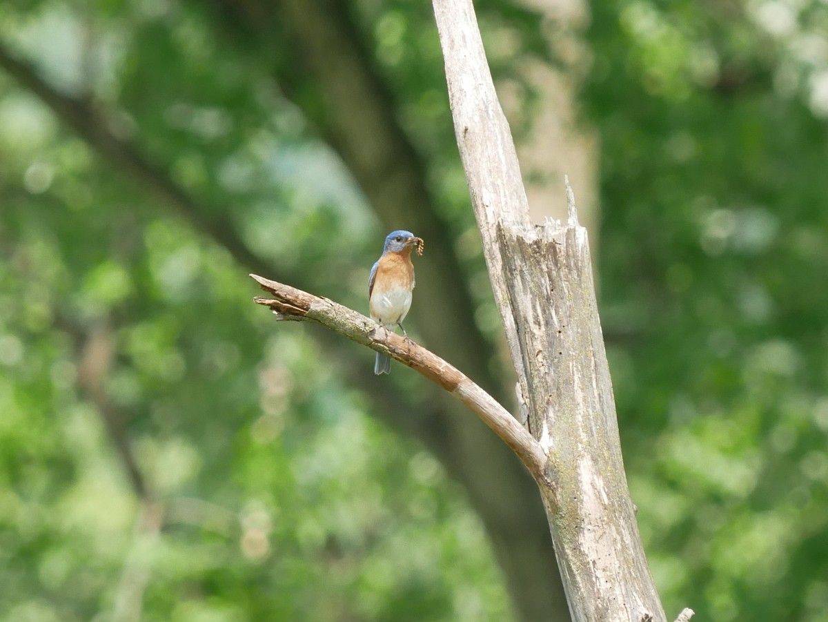 Eastern Bluebird - Gail Smith