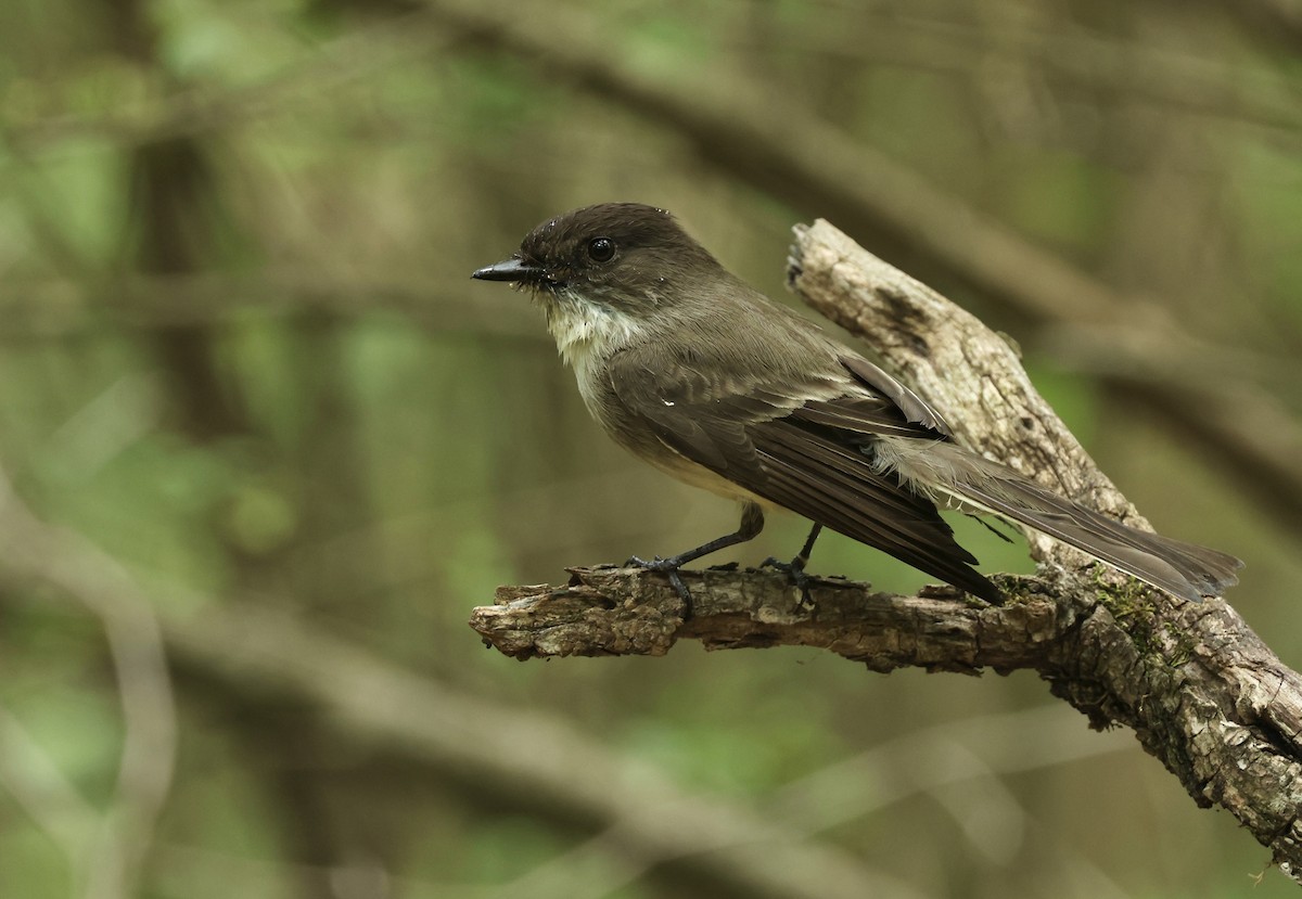 Eastern Phoebe - Grace Simms  🐦‍⬛