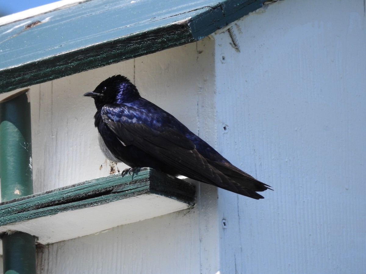 Purple Martin - Mak Soden