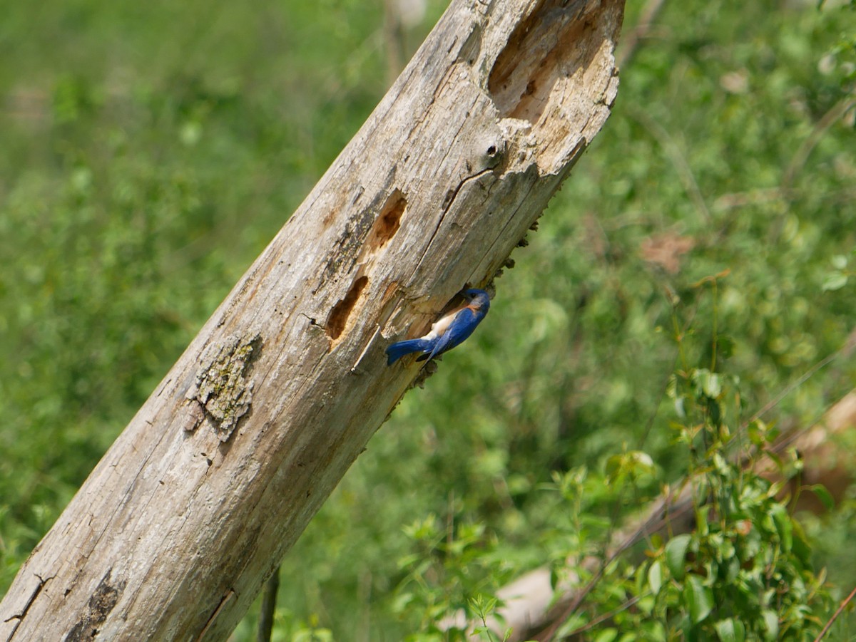 Eastern Bluebird - Gail Smith