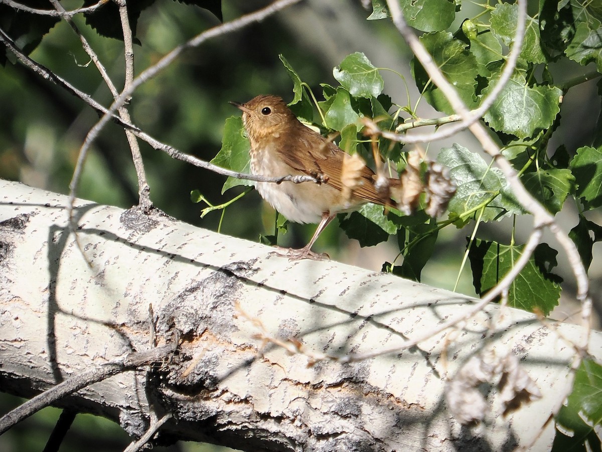 Swainson's Thrush - Jack Wickel