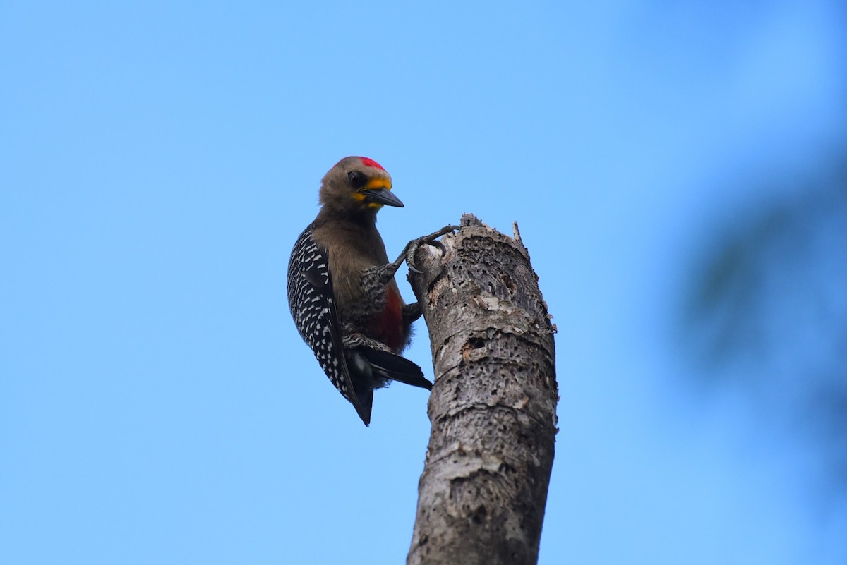 Yucatan Woodpecker - Bruce Mast