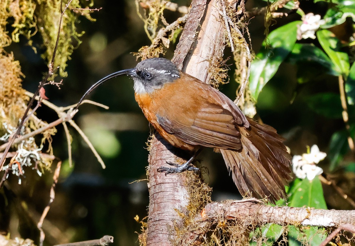 Slender-billed Scimitar-Babbler - ML619503733