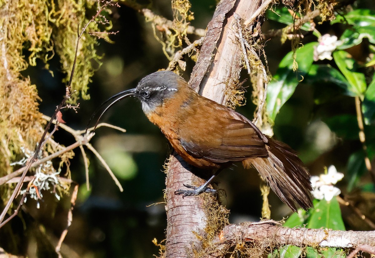 Slender-billed Scimitar-Babbler - ML619503734