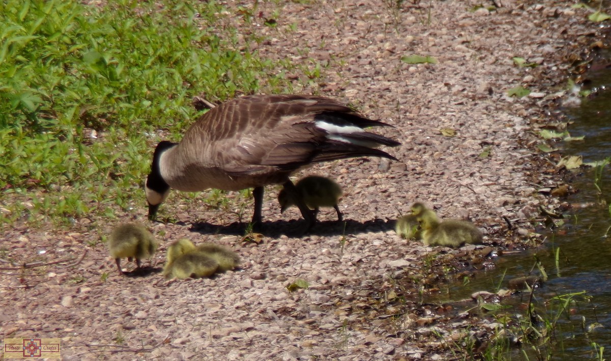 Canada Goose - Rose Marie