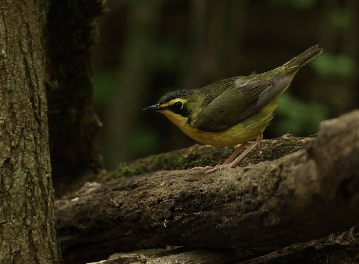 Kentucky Warbler - Grace Simms  🐦‍⬛