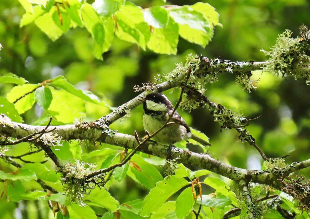 Coal Tit - Francisco Javier Calvo lesmes