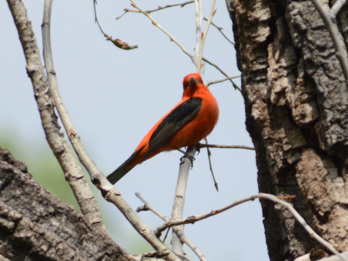 Scarlet Tanager - ML619503755