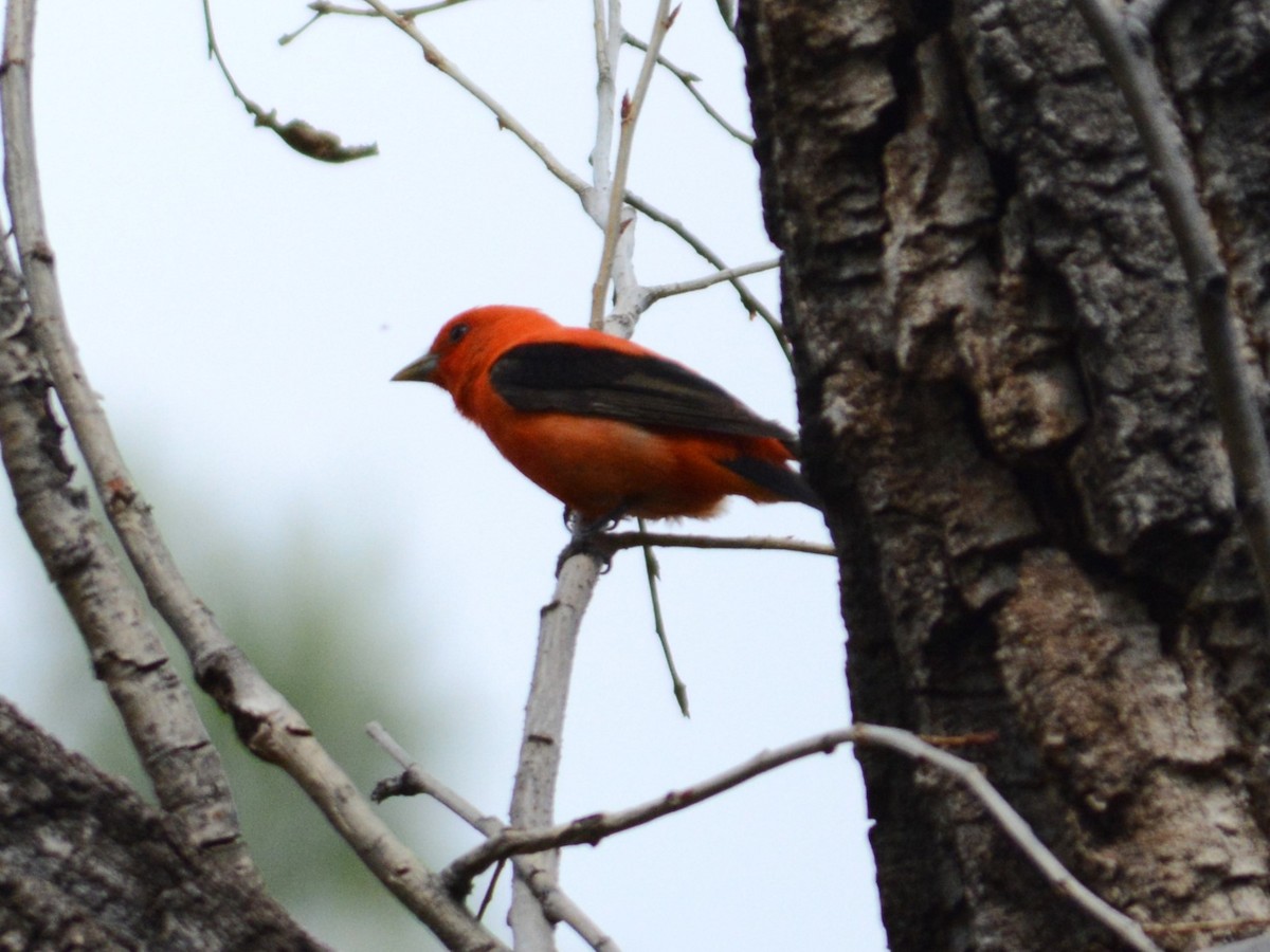 Scarlet Tanager - ML619503756