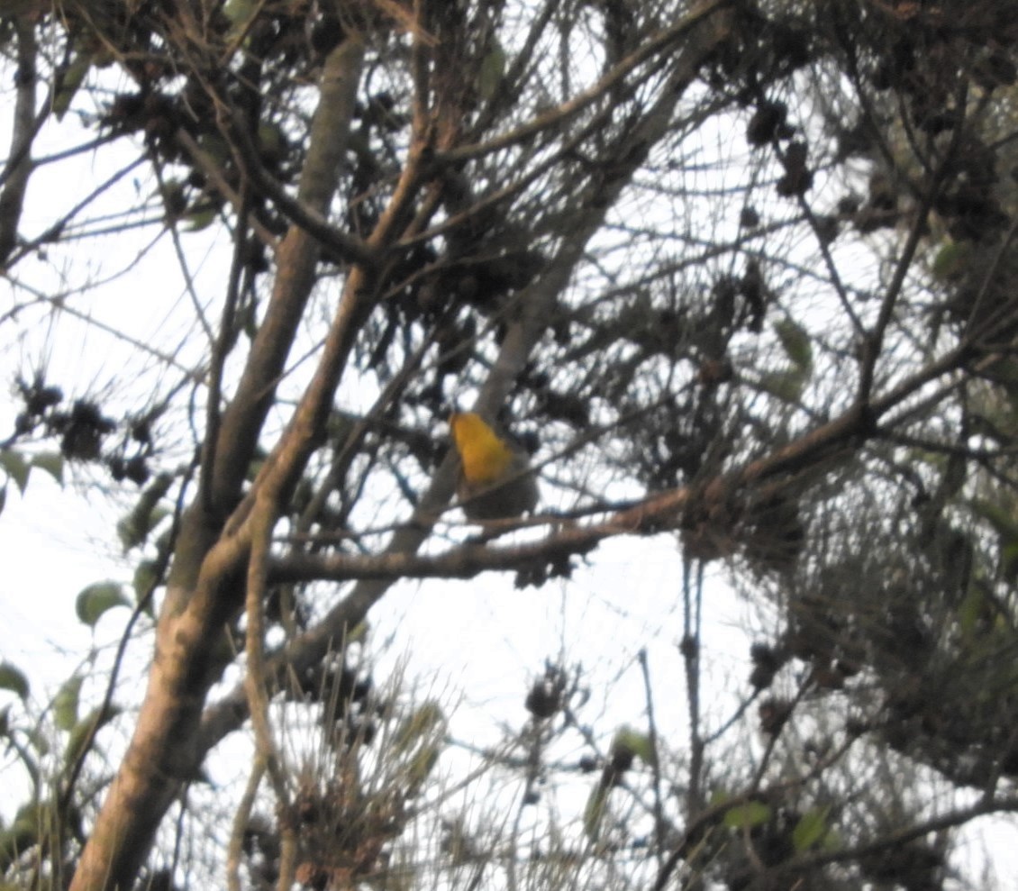 Grace's Warbler - María Eugenia Paredes Sánchez