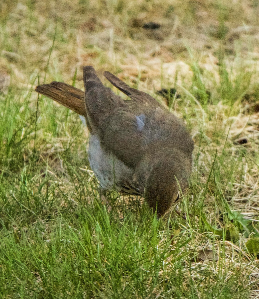 Hermit Thrush - Barry Mink