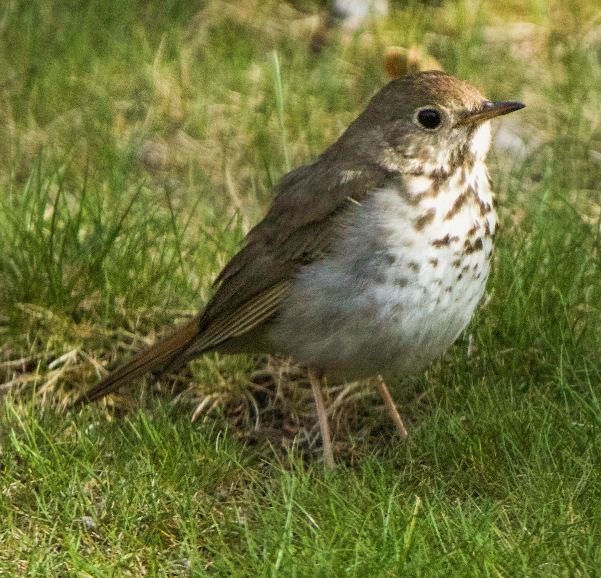 Hermit Thrush - Barry Mink