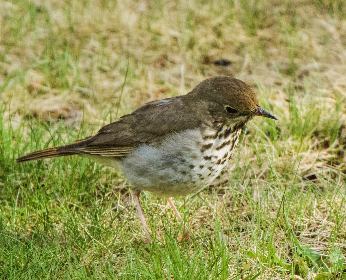 Hermit Thrush - Barry Mink