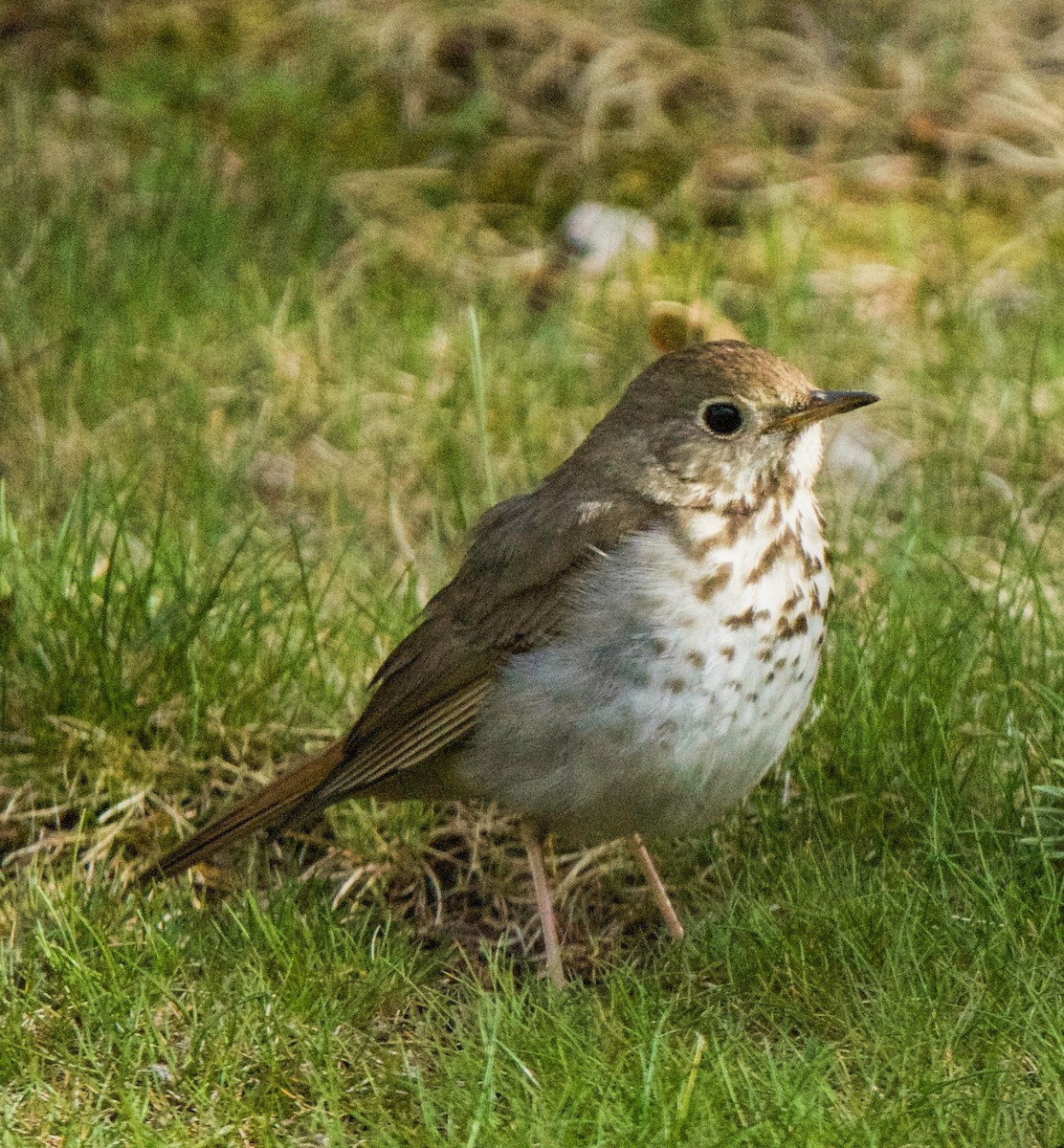 Hermit Thrush - Barry Mink