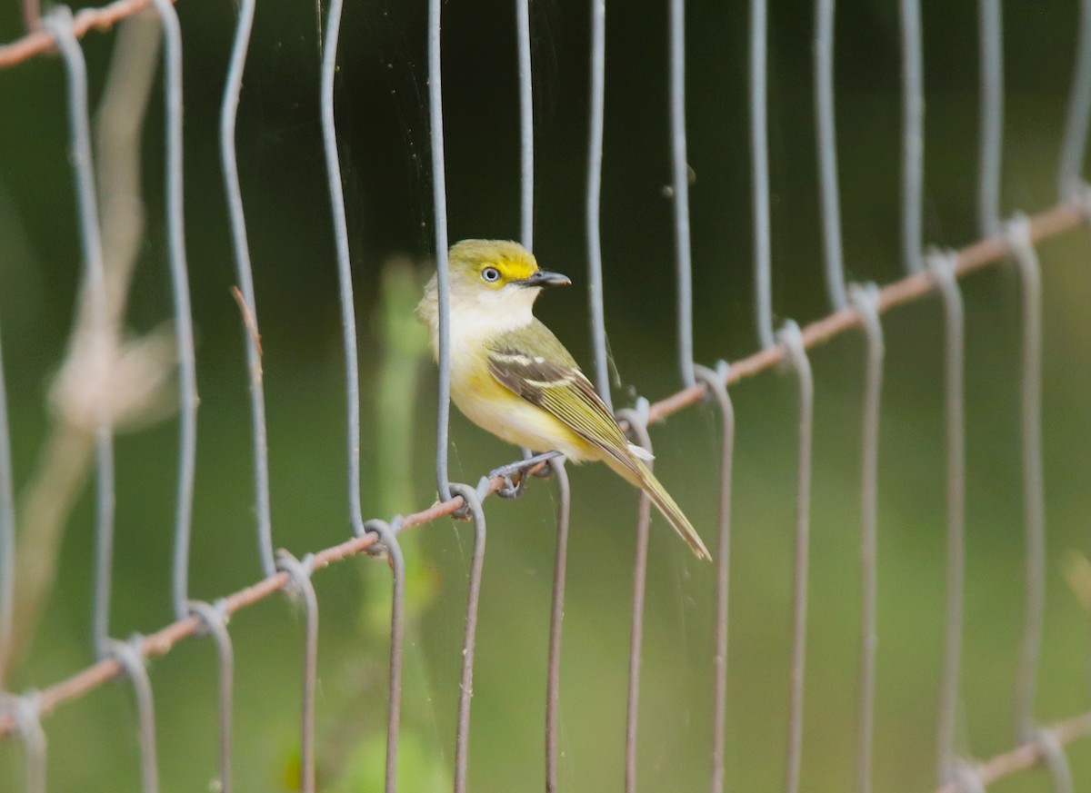 White-eyed Vireo - Ruth King