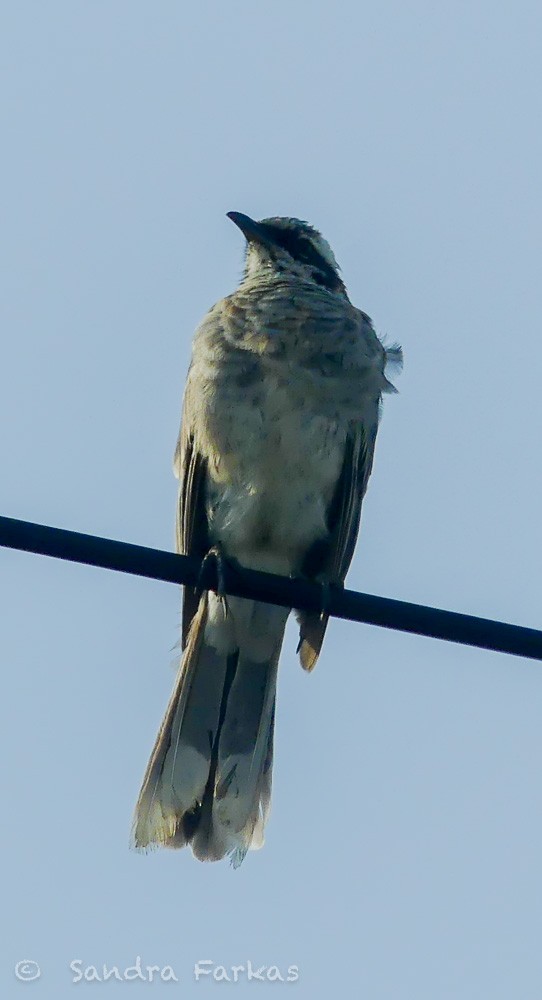 Long-tailed Mockingbird - ML619503790