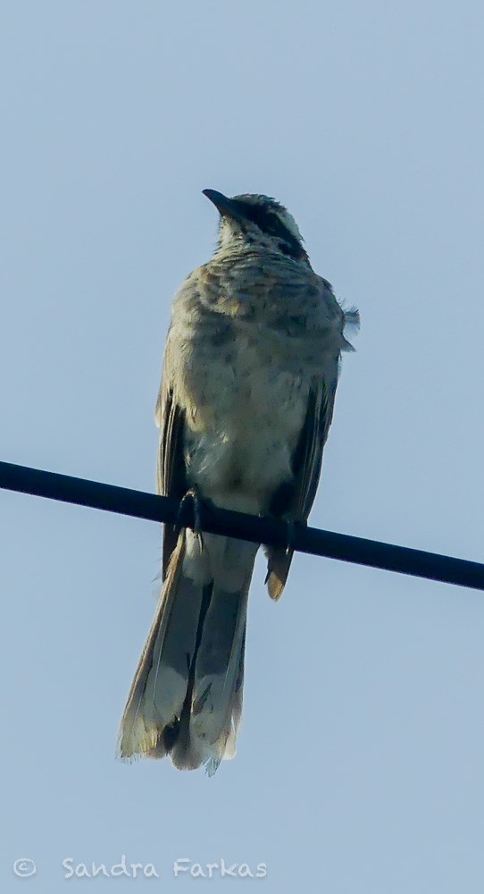 Long-tailed Mockingbird - Sandra Farkas