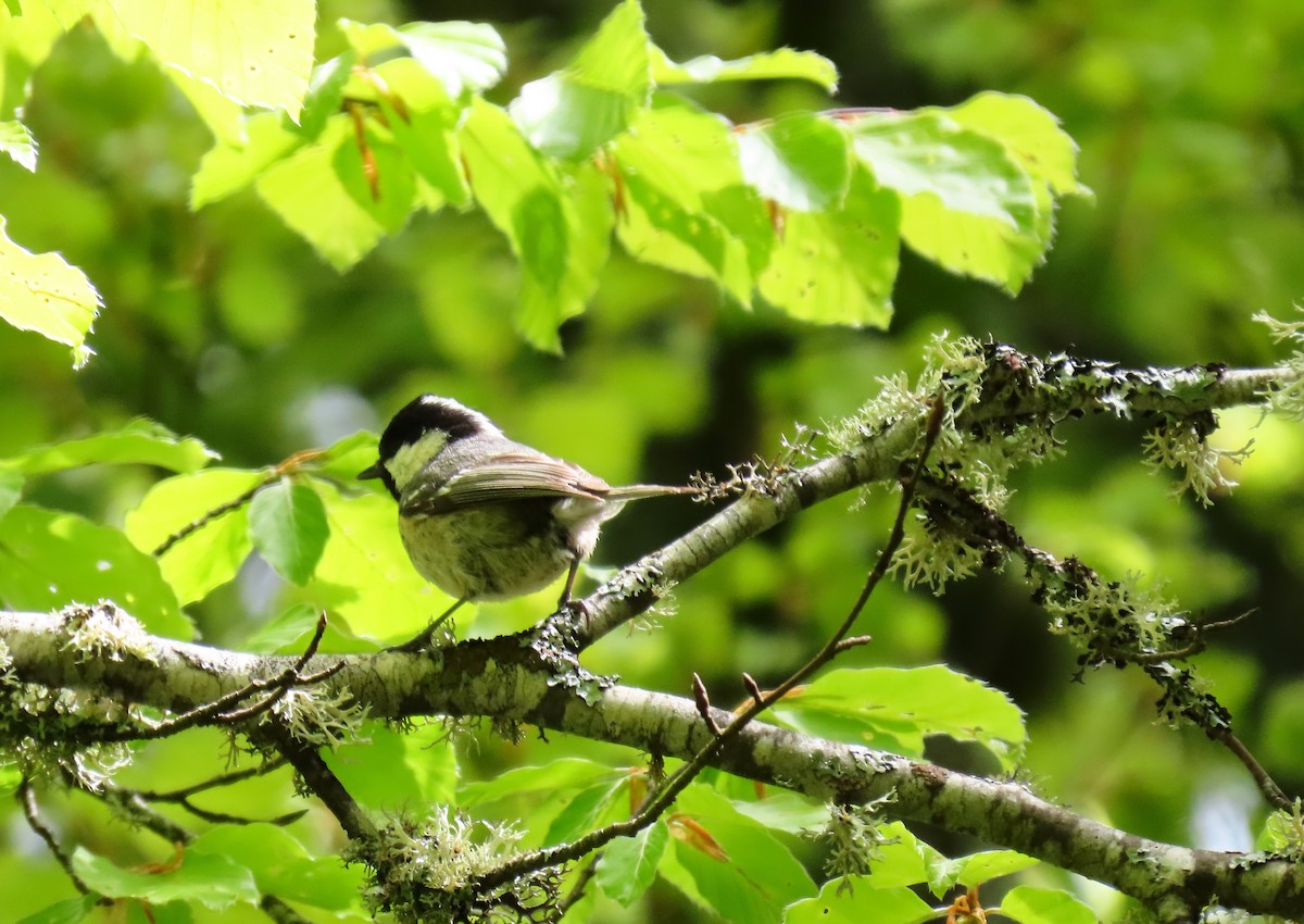 Coal Tit - Francisco Javier Calvo lesmes