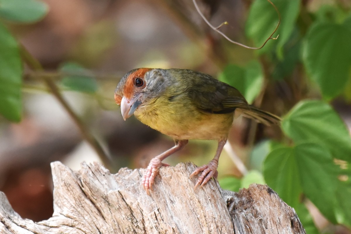 Rufous-browed Peppershrike (Cozumel I.) - Bruce Mast