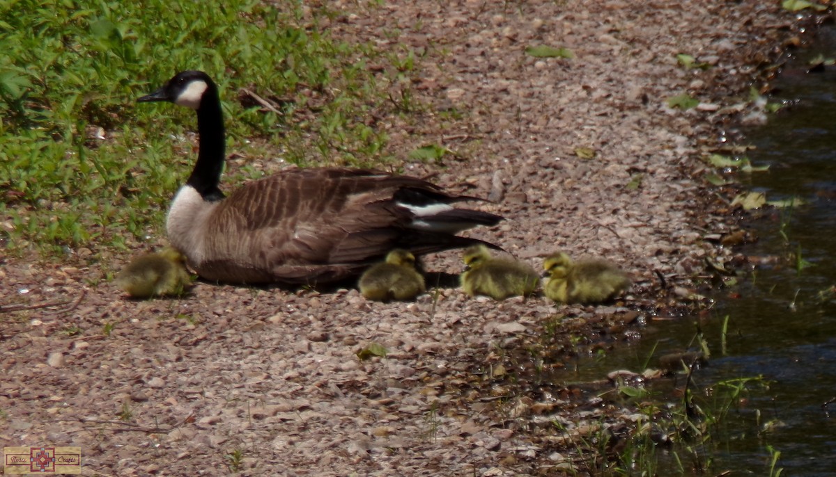 Canada Goose - Rose Marie