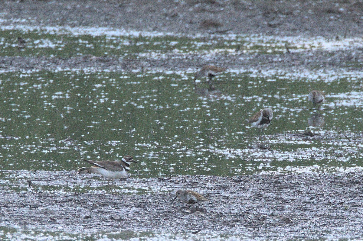 Dunlin - Kerry Loux