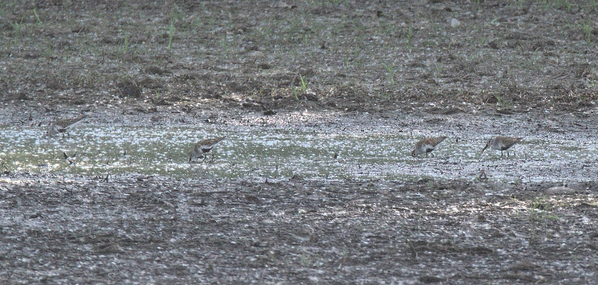 Dunlin - Kerry Loux